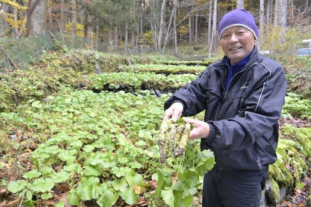 きれいな空気と山の湧き水で「八溝わさび」を栽培する戸辺洋一さん=大子町上野宮
