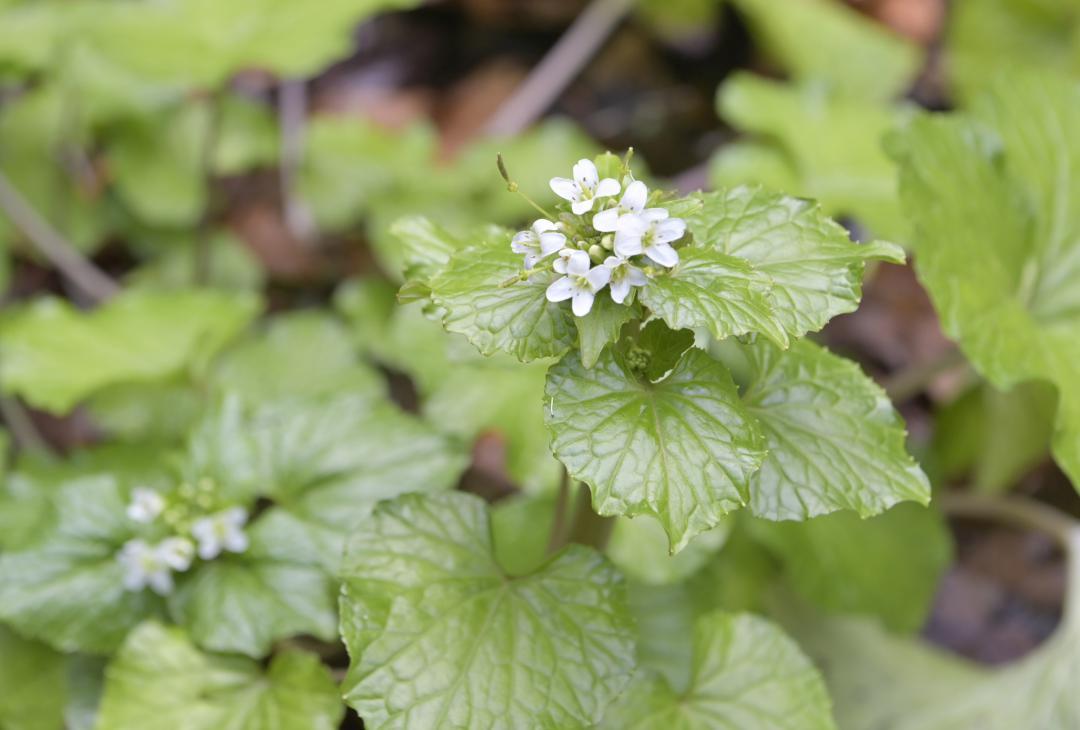 小さくて白い「ワサビの花」。2月ごろには一面に咲く
