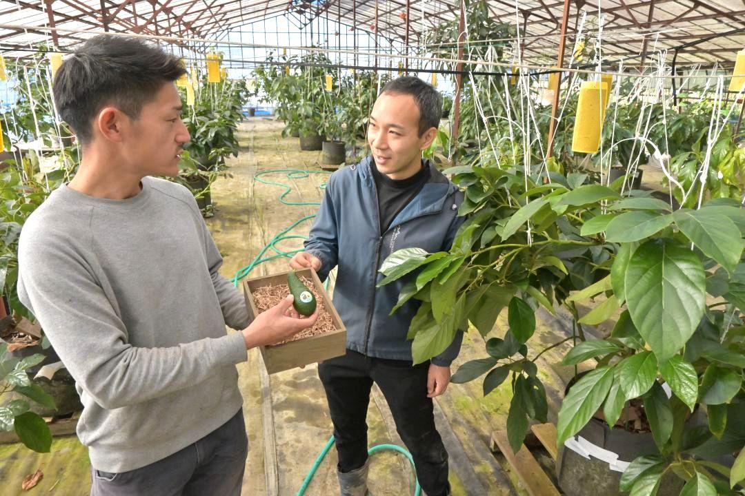 初収穫したアボカドを手に話し合う赤羽悠斗さん(左)と神田駿介さん=日立市茂宮町
