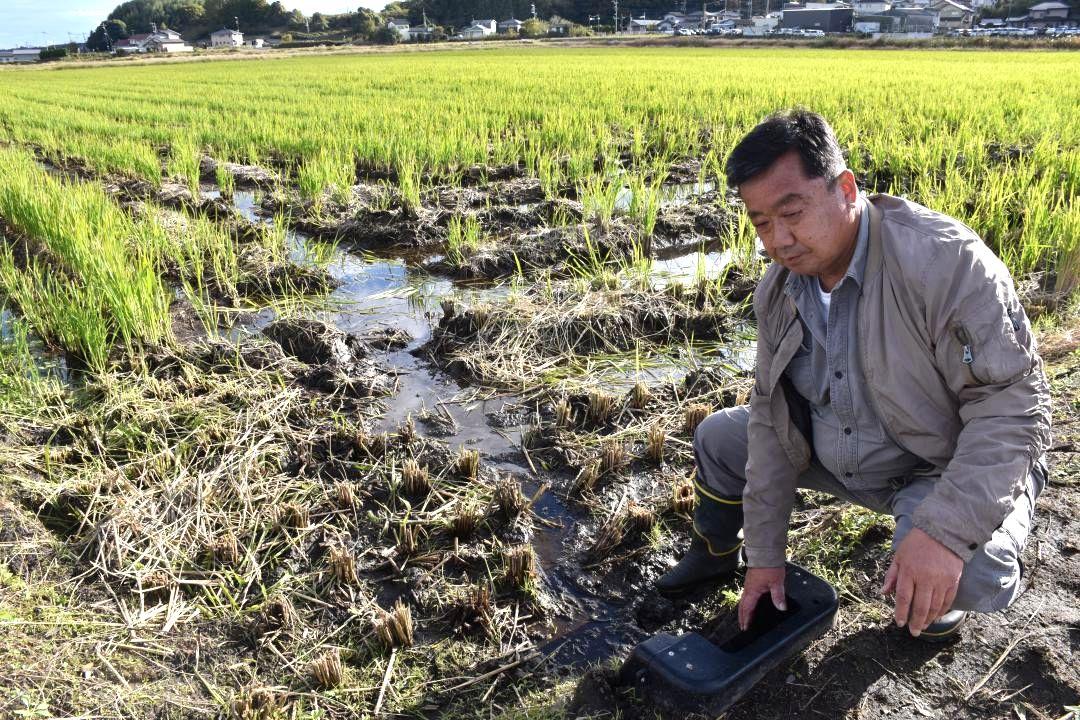 排水量を調整する「落水升」が設置された水田=茨城町内
