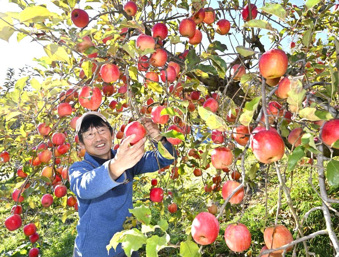 甘みと酸味に優れた小玉のリンゴ「ピンクレディー」の出来栄えを見る岡田修さん=大子町下野宮
