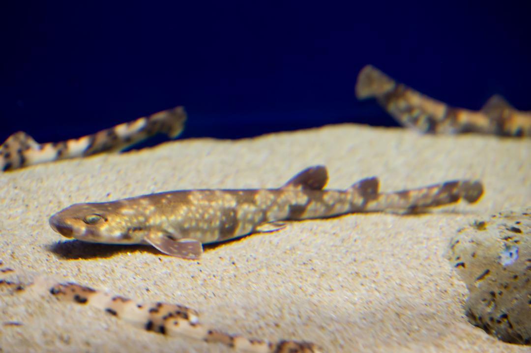 トラザメ（アクアワールド県大洗水族館提供)
