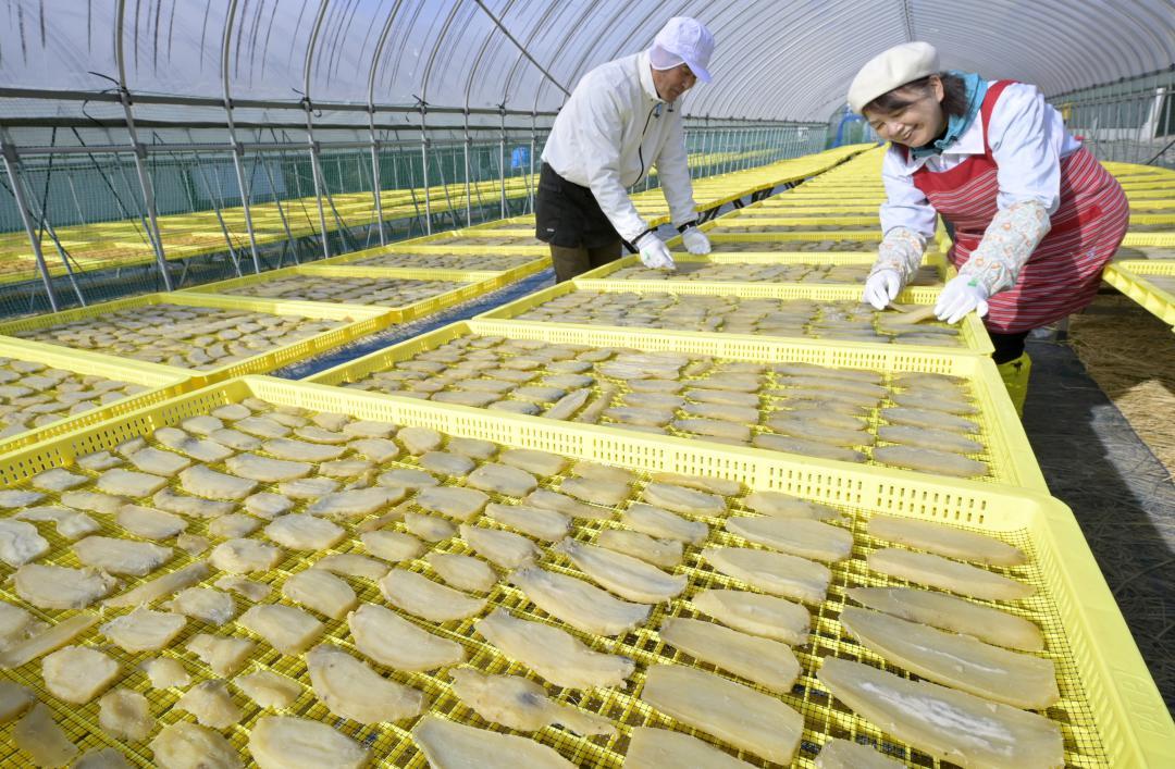 最盛期を迎えた干し芋作り=ひたちなか市部田野
