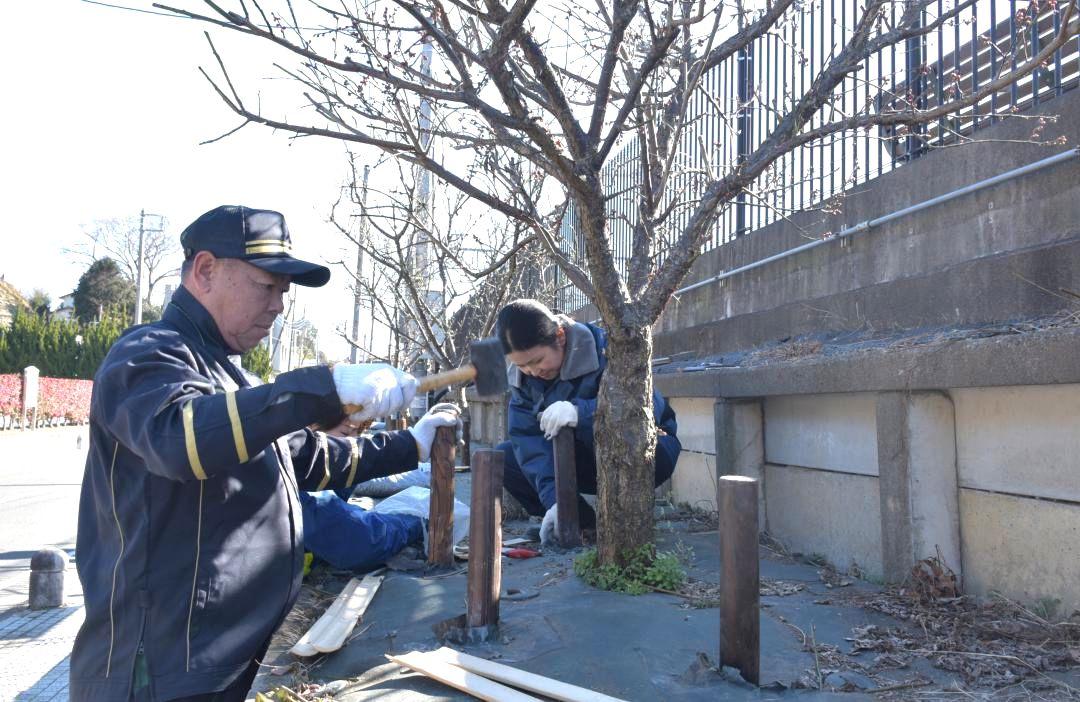 偕楽園駅周辺に植えられた梅の木の囲いを取り換えるJR東日本水戸支社員ら=1月30日、水戸市常磐町
