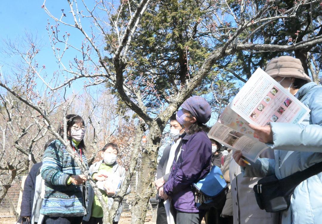 西川綾子園長(左)と早咲きのウメを探し歩く参加者=水戸市小吹町
