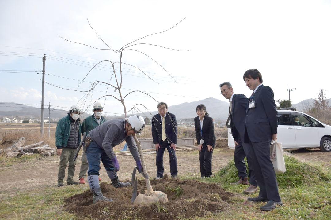 ヤマザクラの苗木を掘り取る様子を見守る国営ひたち海浜公園の関係者ら=桜川市磯部
