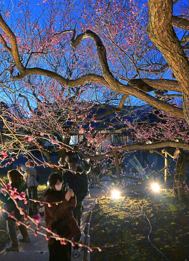 「夜・梅・祭2025」で、ライトアップされた弘道館の梅の花=22日夜、水戸市三の丸