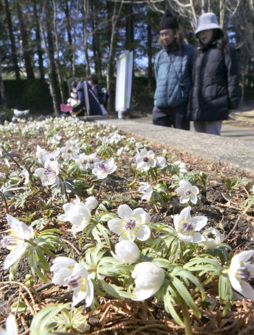 地面から顔を出したセツブンソウ=水戸市小吹町
