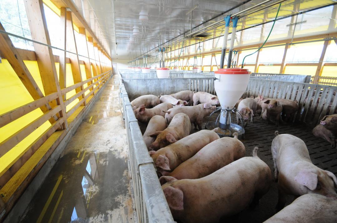 飼育される県銘柄豚「常陸の輝き」=石岡市内(常陸の輝き推進協議会提供)
