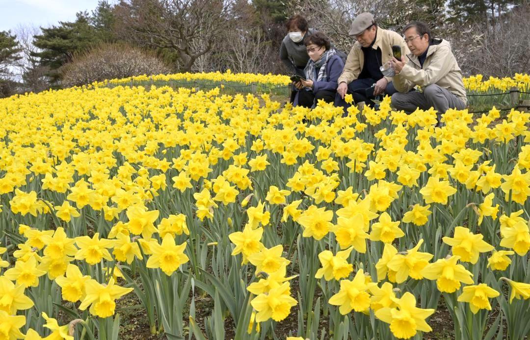 見頃を迎えた早咲きスイセンを写真に収める来園者=ひたちなか市馬渡
