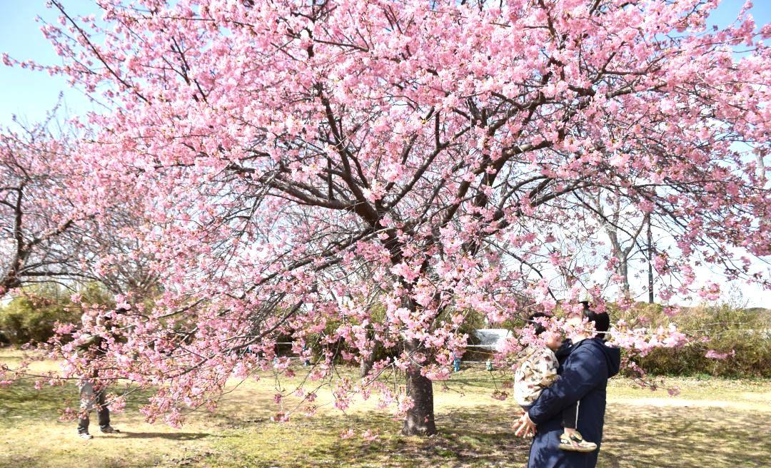 見頃を迎えた鹿島城山公園の河津桜=鹿嶋市城山
