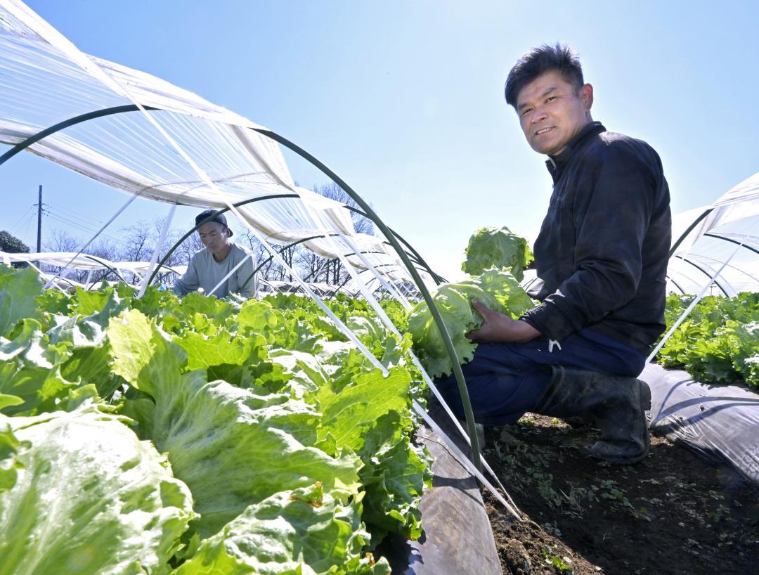 旬を迎え、みずみずしい春レタスを収穫する水書諭さん=八千代町新地
