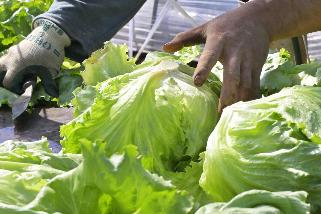 パリッとした食感が特徴の玉レタス
