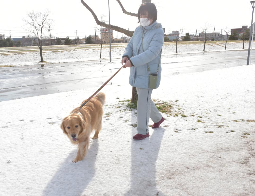 地表にうっすらと積もった雪の上を散歩する女性と犬=19日午後3時45分ごろ、神栖市木崎