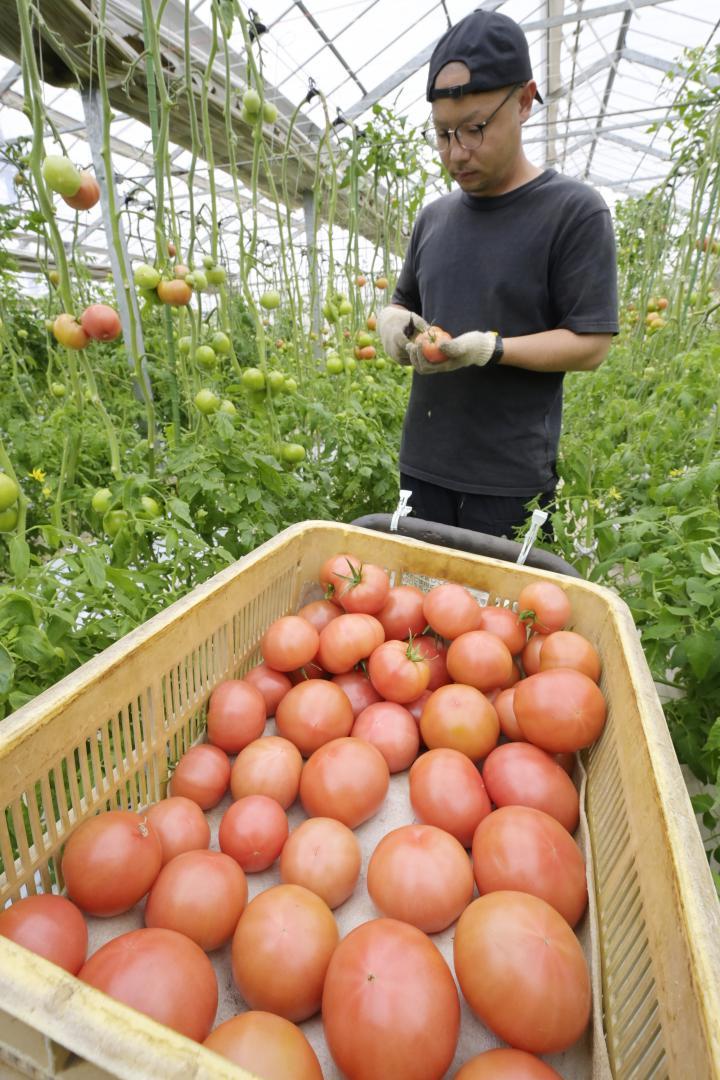 収穫したトマト同士が傷つかないようにヘタの長さをはさみで調整する森田恭平さん=結城市上山川