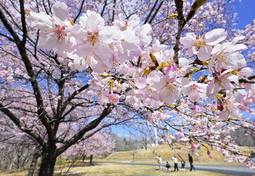 見頃を迎えた水戸市森林公園の大漁桜=20日、同市全隈町
