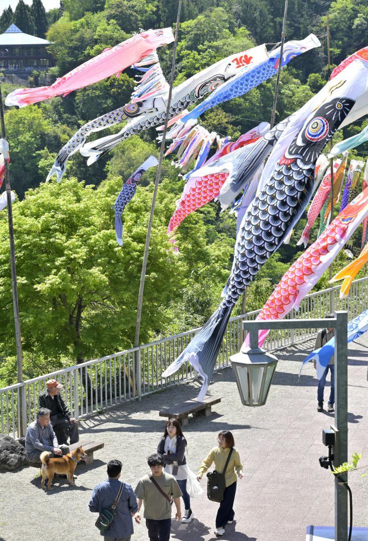 新緑の竜神峡を泳ぐこいのぼり=常陸太田市天下野町
