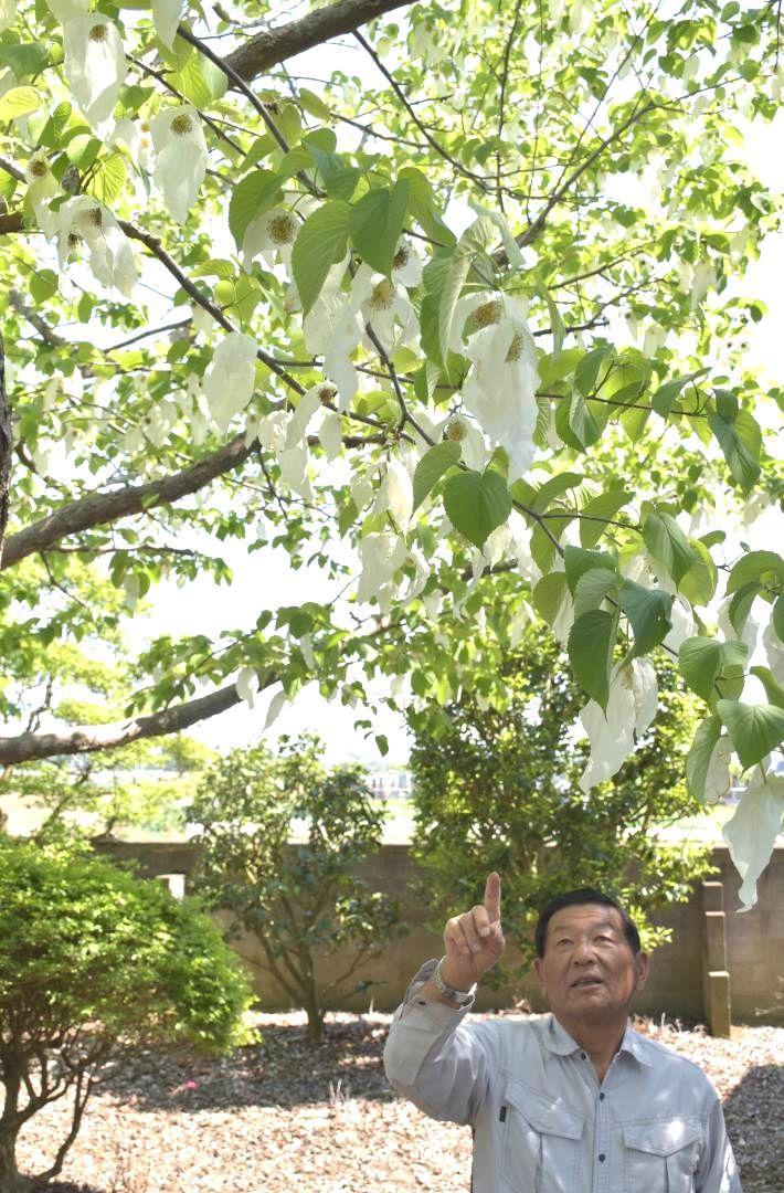 見頃を迎えたハンカチノキを見上げる清水昭夫さん=常総市国生
