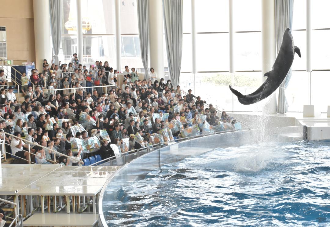 イルカのパフォーマンスに歓声を上げる観光客ら=大洗町磯浜町のアクアワールド県大洗水族館