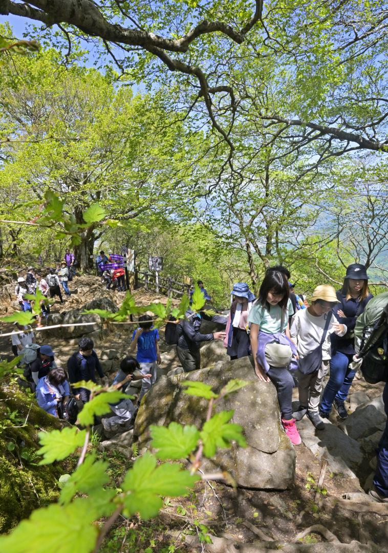 新緑に包まれながら山頂を目指す登山客たち=3日午前、つくば市筑波の筑波山
