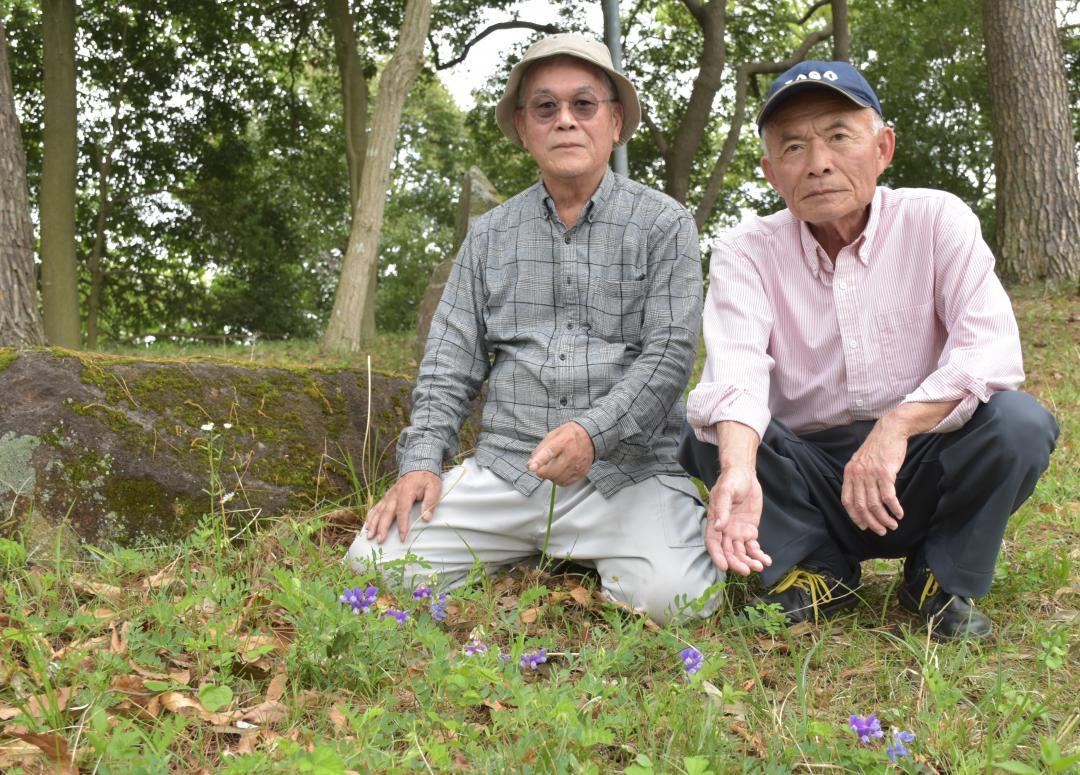 ハマエンドウを示す広瀬征夫さんと稲葉博さん(左から)=常総市若宮戸