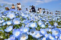 国営ひたち海浜公園のネモフィラ＝4月、ひたちなか市馬渡