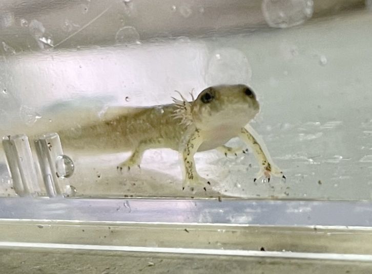 かすみがうら市水族館に寄贈されたイワキサンショウウオの幼生(同館提供)
