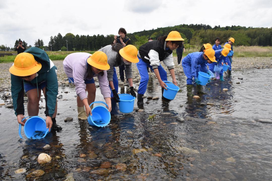 アユの稚魚を放流する大賀小の児童ら=常陸大宮市岩崎
