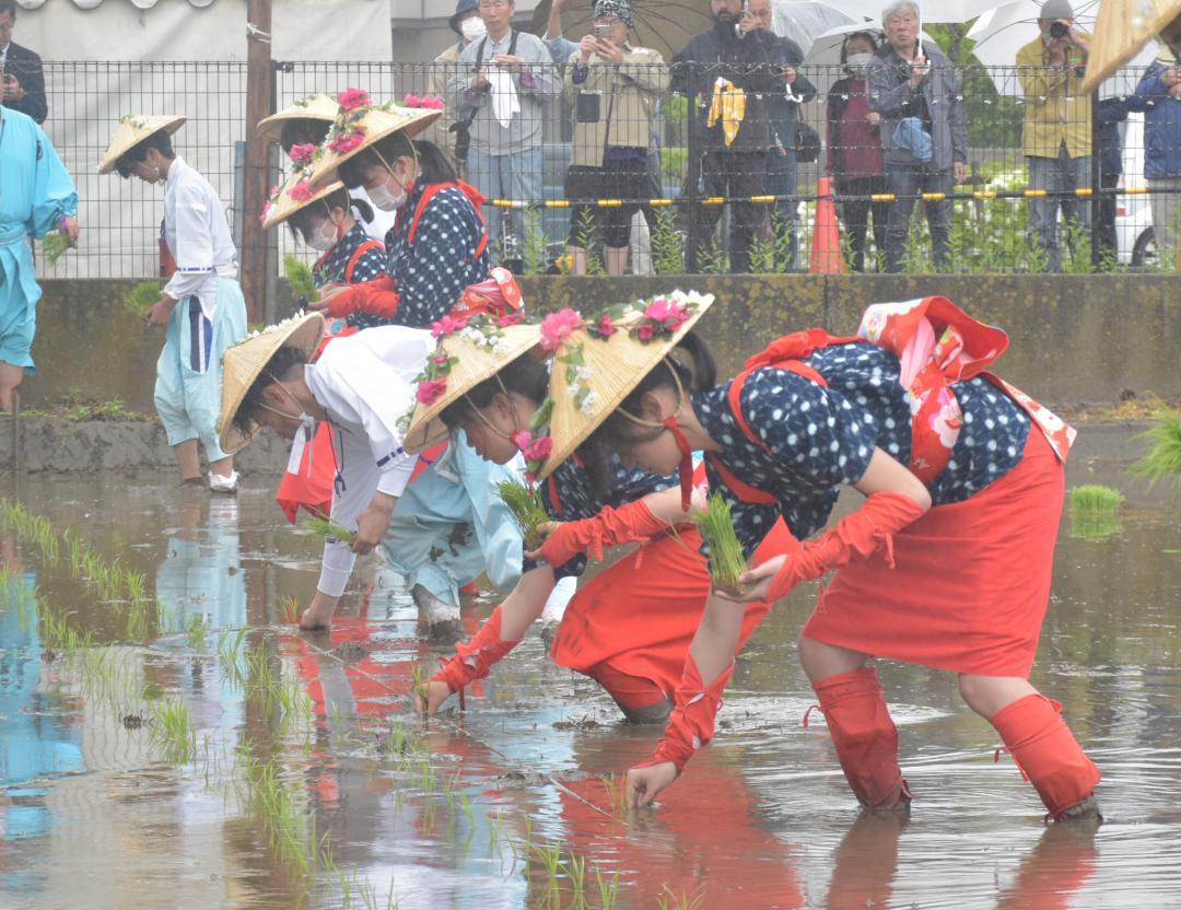 着物姿で丁寧に稲の苗を植える早乙女たち=笠間市石井
