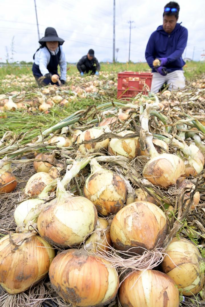 収穫最盛期を迎えた「沖洲タマネギ」=行方市沖洲