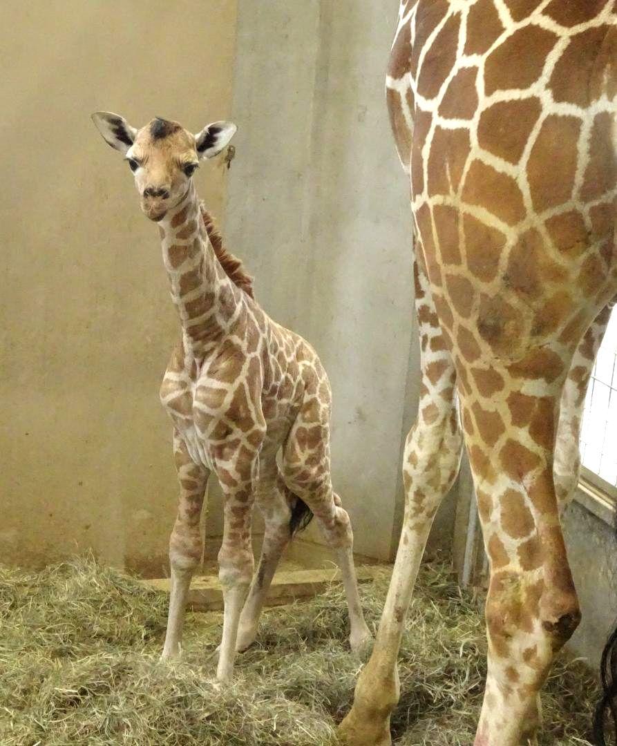 日立市かみね動物園で3年ぶりに誕生したキリンの赤ちゃん=同市宮田町(同園提供)

