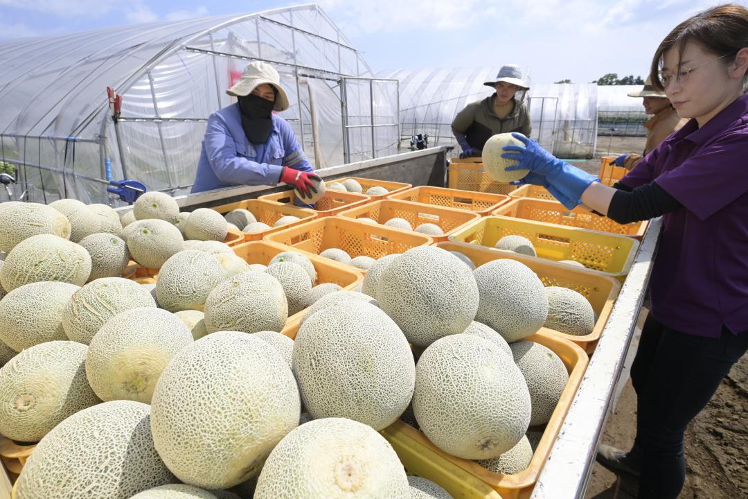 収穫されたメロンを仕分ける作業員ら=鉾田市安房