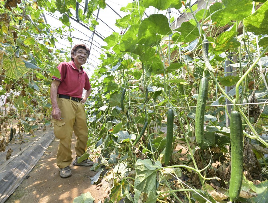 ハウス内で千石きゅうりの生育状況を確認する中山初夫さん=常総市岡田