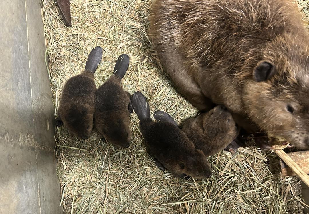 日立市かみね動物園で2年ぶりに誕生した4匹のビーバーの赤ちゃん=同市宮田町(同園提供)
