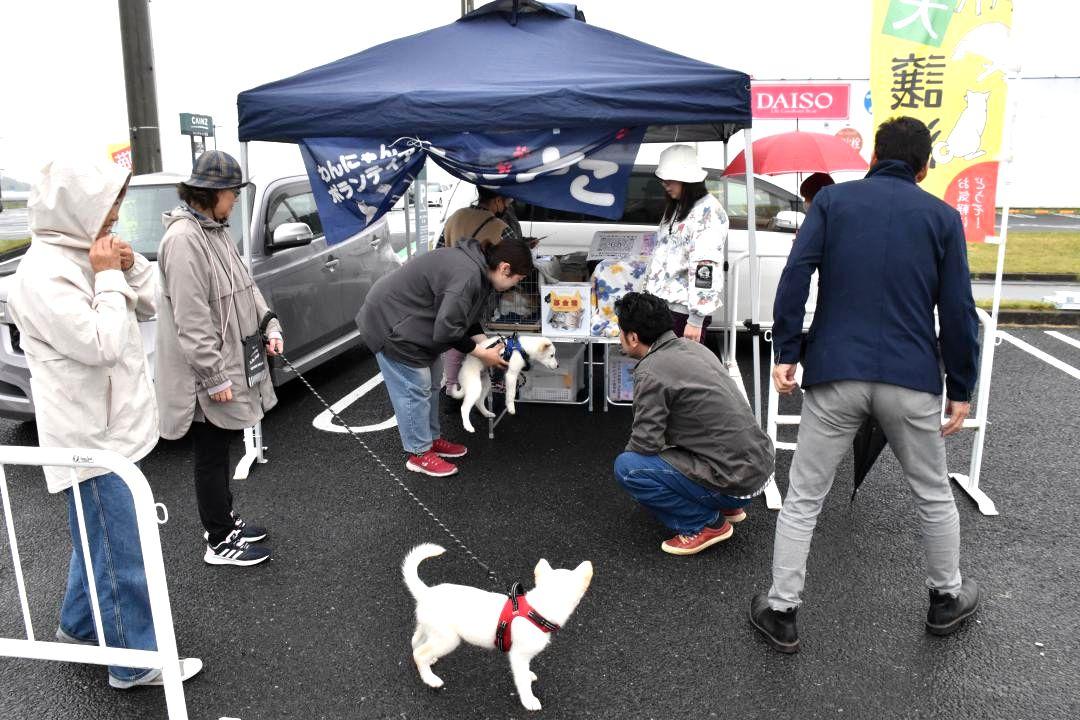 動物愛護団体が開いた保護犬猫の譲渡会=10日、行方市玉造甲
