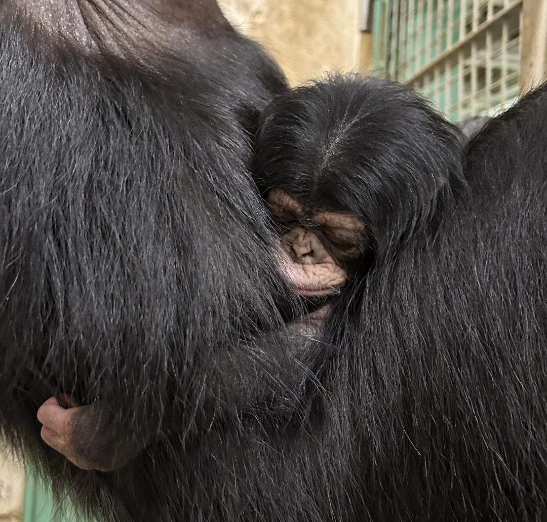 母親のフクに抱っこされるチンパンジーの赤ちゃん=日立市宮田町(市かみね動物園提供)