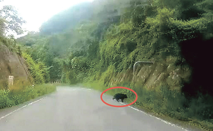 ツキノワグマとみられる動物が写ったドライブレコーダーの映像の一部=大子町と常陸太田市の境付近の県県北広域農道(住民撮影)