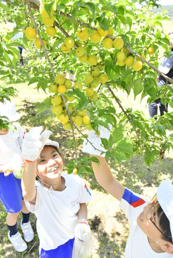 梅林で梅の実を収穫する子どもたち=5日午前、偕楽園公園