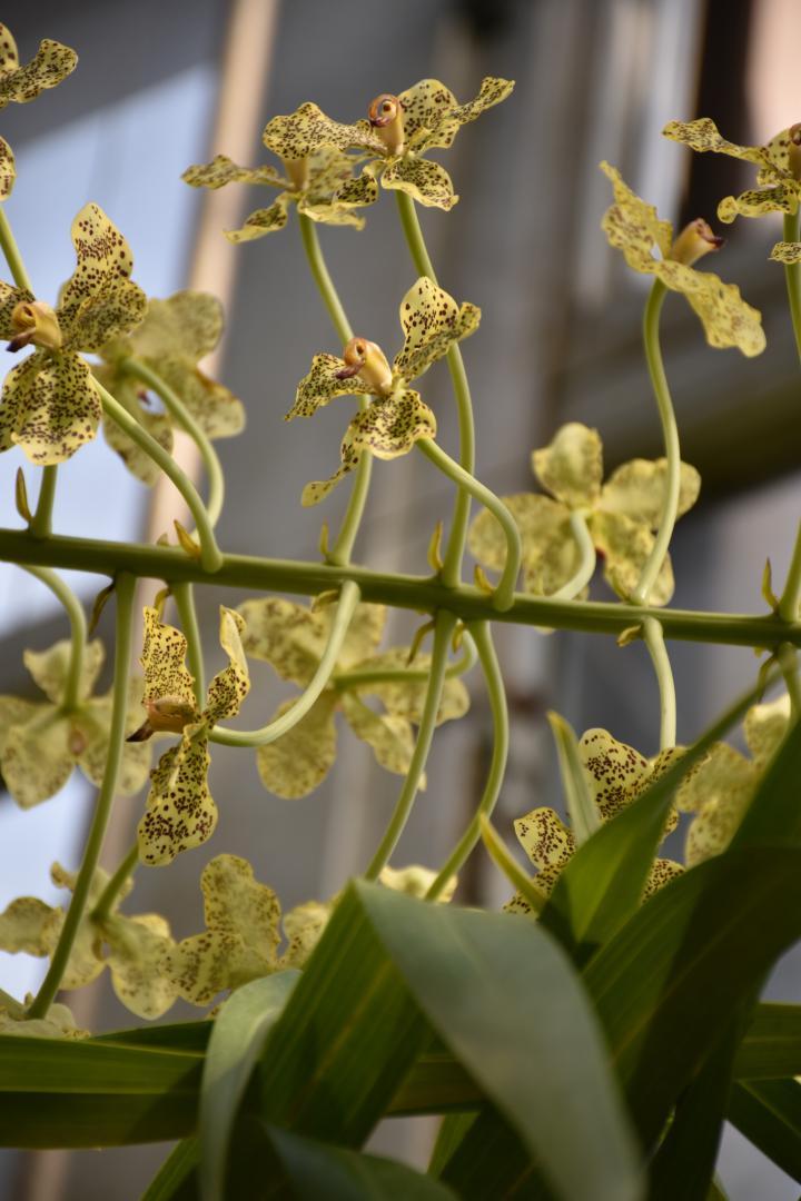 開花したラン「グラマトフィルム・パンテリヌム」の花=つくば市天久保

