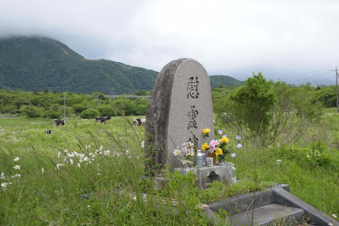 第2サティアンなどの跡地にある公園内の慰霊碑。花や酒などが供えられ、すぐ近くでは10頭ほどの牛が放牧されていた=5月30日、山梨県富士河口湖町
