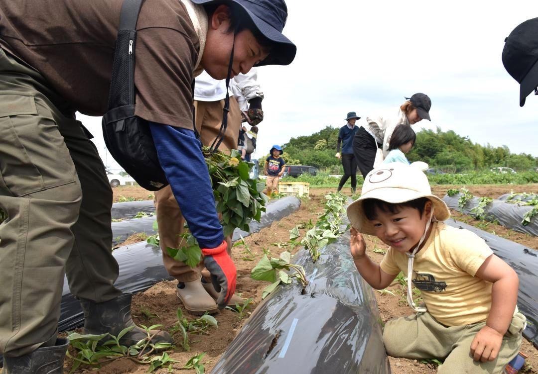 サツマイモの苗植えを行う参加者ら=鉾田市上冨田
