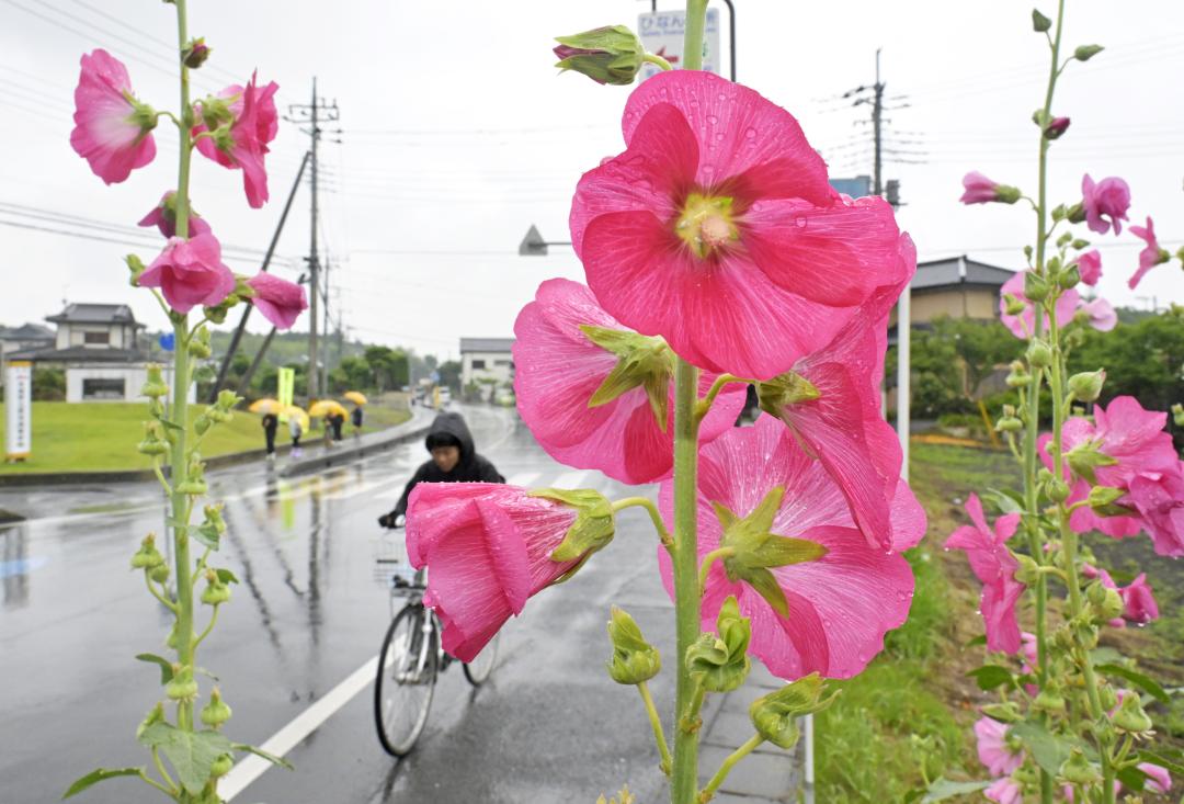 関東甲信が梅雨入りしたとみられる10日、雨にぬれるタチアオイ=那珂市後台