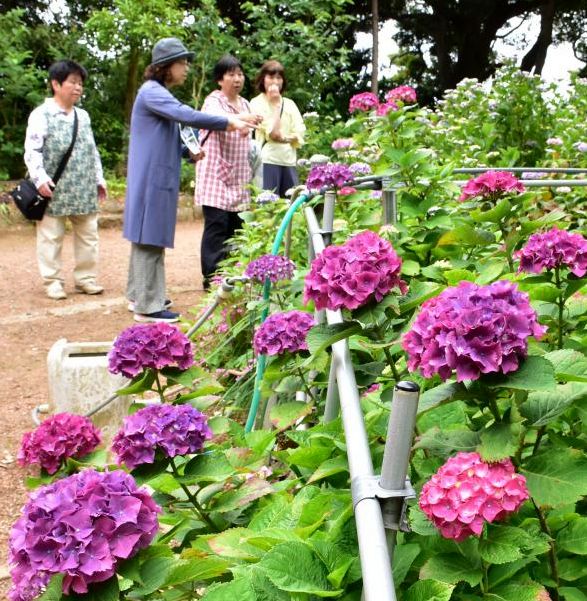 色鮮やかなアジサイが咲き誇る「あじさいの杜」=潮来市堀之内
