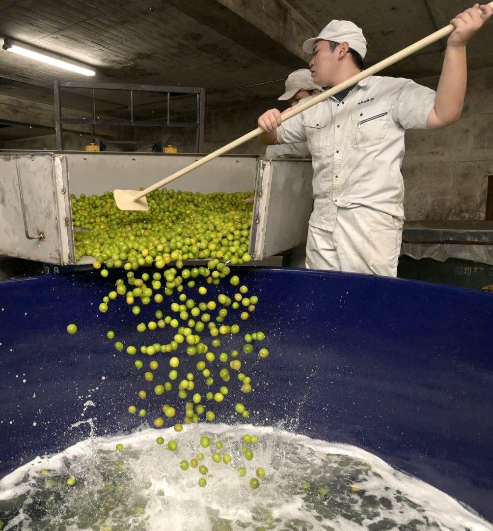 水洗いした梅の実をタンクに投入する従業員=水戸市元吉田町
