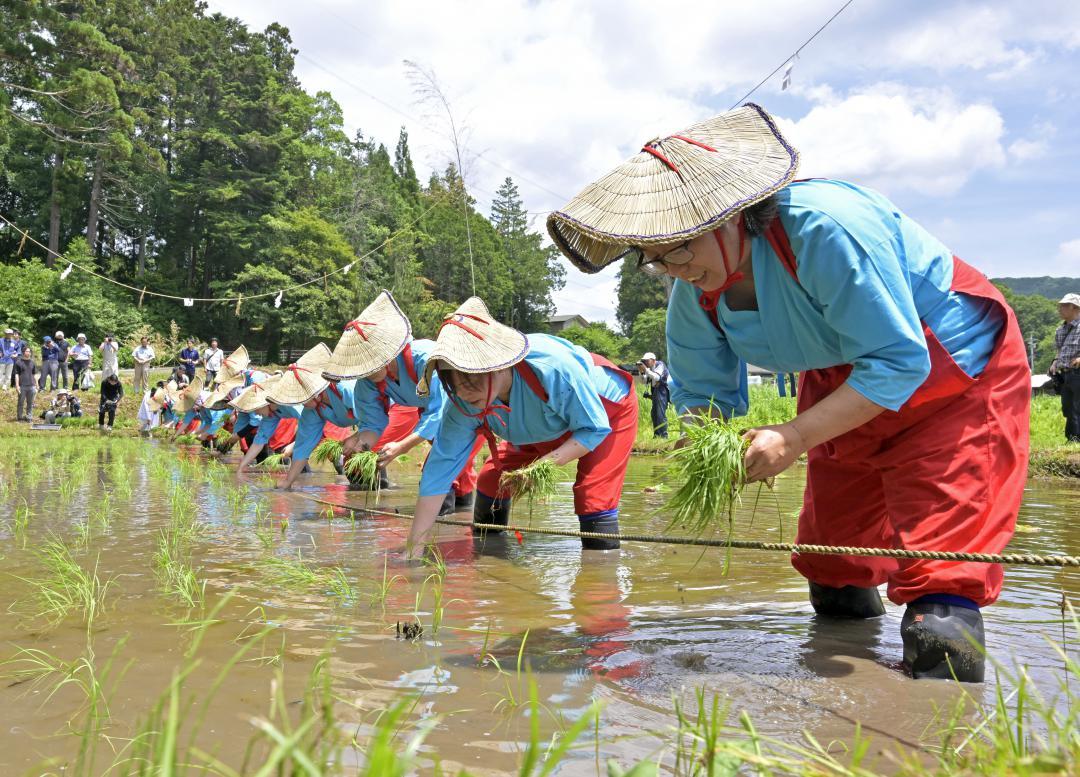 夏至の日の「中田植」で、神田に苗を植える早乙女=大子町下野宮
