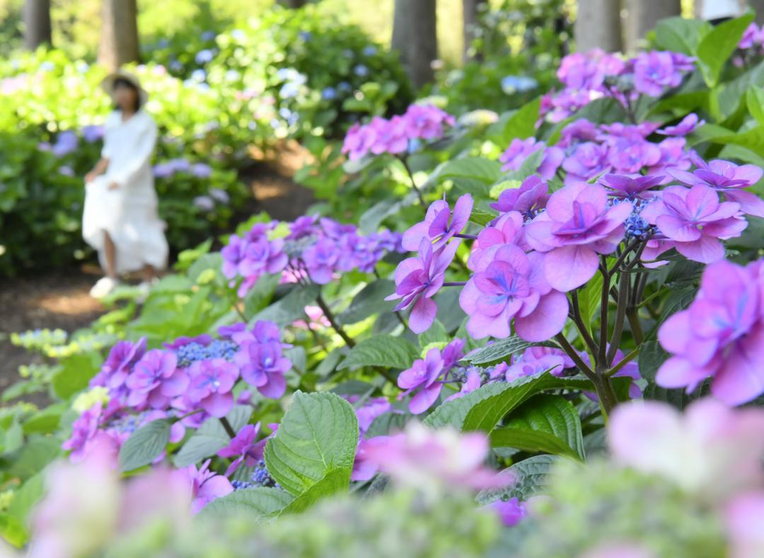 杉林の中で花を咲かせるアジサイ=北茨城市華川町小豆畑