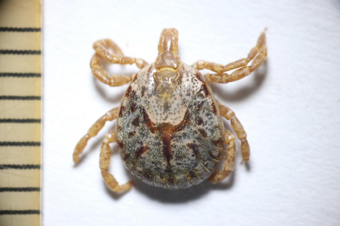 SFTSなどのウイルスを媒介するマダニの一種「タカサゴキララマダニ」(県提供)