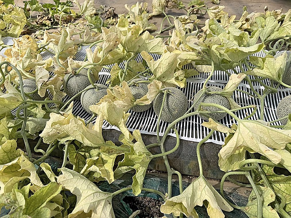黄化症状が見られるメロンの葉(県病害虫防除所提供)