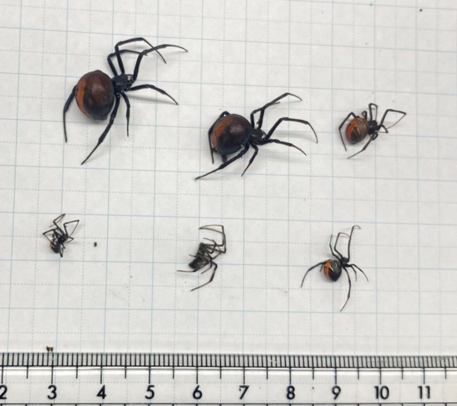 龍ケ崎市内で発見されたセアカゴケグモ(市提供)