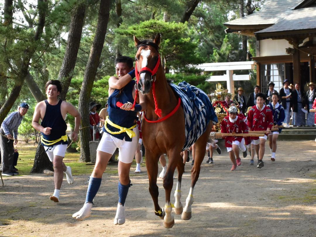 みこしに追い立てられて逃げる馬=行方市麻生
